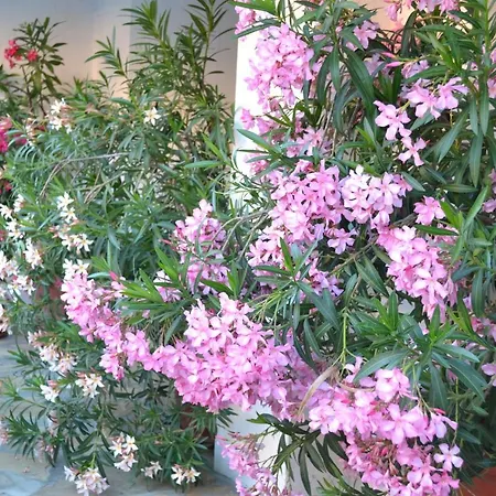 Family 3* سوزوبول